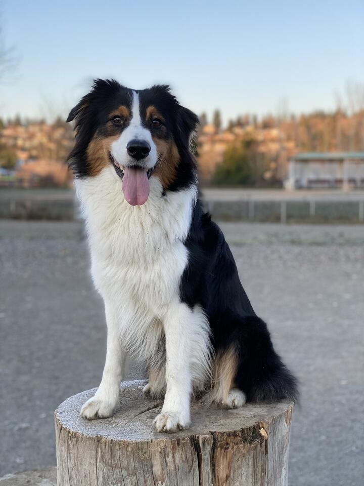 A tri-colored Australian Shepherd dog named Ki sitting on a wooden tree stump, looking directly at the camera with his tongue hanging out in a happy expression. He has a black coat with white chest and paws, and tan/brown markings around his face and legs. The setting is an outdoor area with a blurred background of buildings and trees during golden hour lighting.