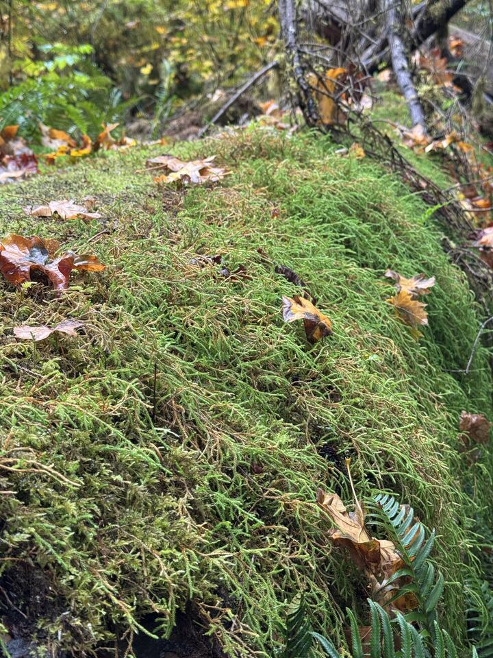 Feathery bright-green moss carpeting a fallen log, dotted with autumn maple leaves and a fern frond.