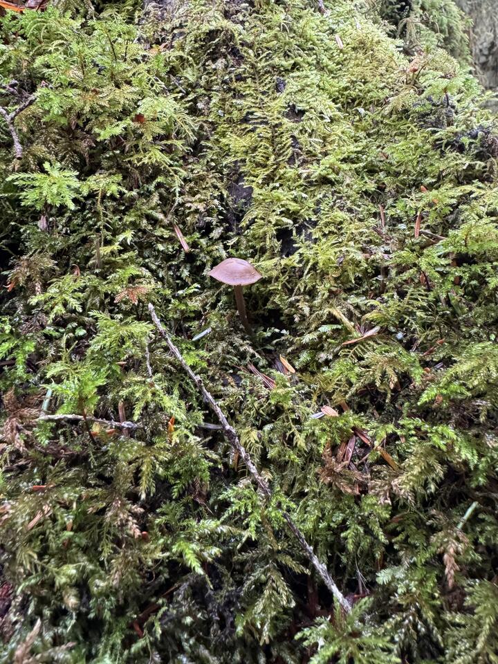 Small brown-capped mushroom emerging from dense moss on a log, surrounded by needles and twigs.