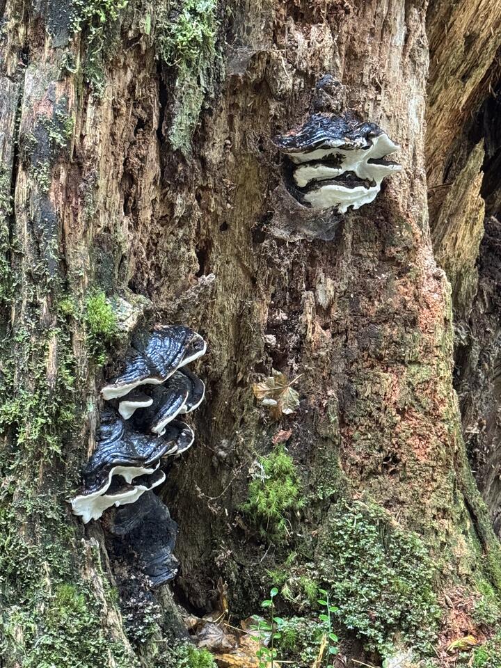 Tiered black-and-white polypore fungi on a decaying tree trunk, with rough bark and moss.