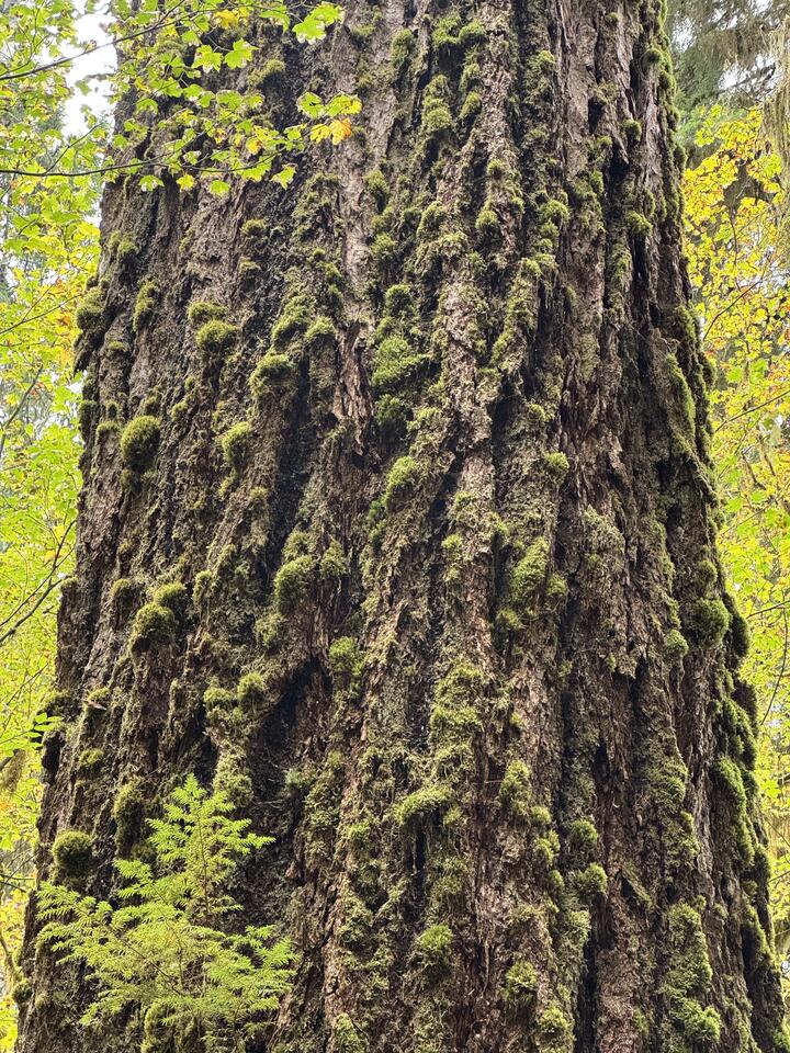 Towering old-growth trunk with deep bark furrows dotted with plush moss, backlit by yellow maple leaves.
