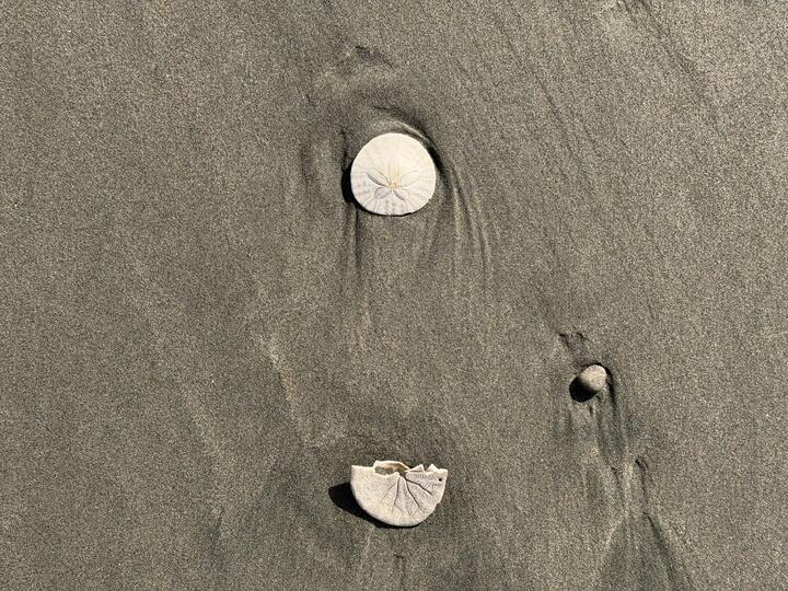 Two sand dollars on wet sand with thin water trails in the sand curving around them back towards the ocean.