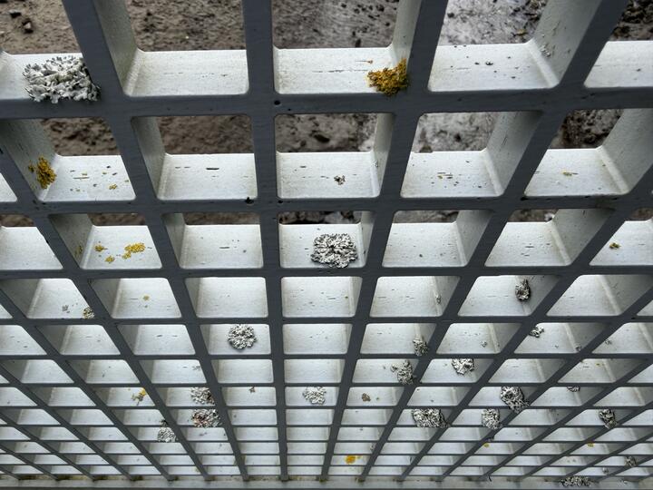 A photo looking down through the white-painted grid of a bridge railing, its cells speckled with clumps of pale grey-green and mustard-yellow lichen, a muddy intertidal creek behind.