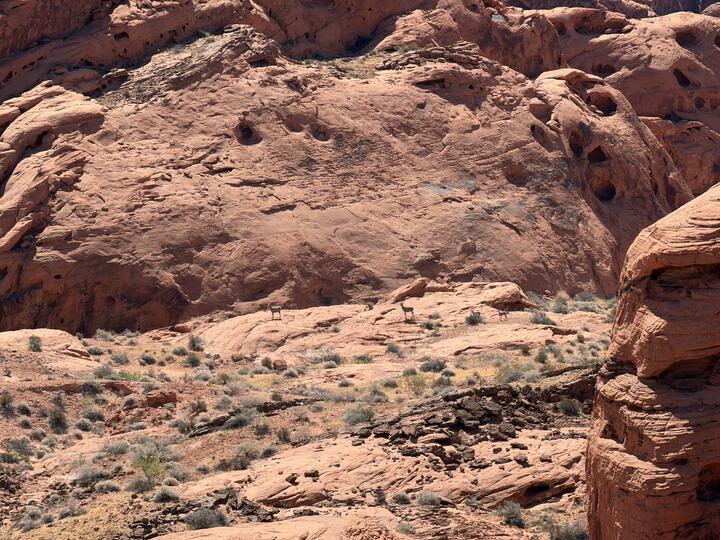 A sweeping wall of red sandstone fills the frame, dotted with small weathered hollows. Two adult desert bighorn sheep stand small and distant on a ledge near the center, nearly camouflaged against the rock, with two adolescents following in the rear. Desert brush and broken stone lie scattered in the foreground.