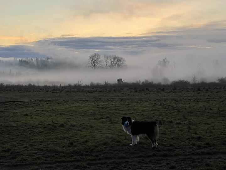 Ki, a tricolor dog, stands in profile in a dark grassy field at dawn, a blue ball in his mouth as he looks toward the camera. A bank of low fog sits over bare trees and evergreens behind him, beneath a pastel sunrise sky of peach and pale blue.