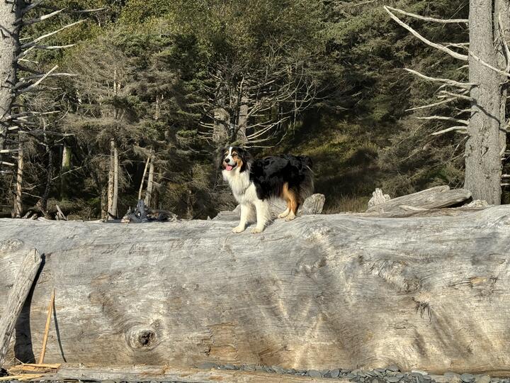 Ki stands on a large weathered driftwood log on a beach, facing left with his tongue out, backed by a dense coastal forest of evergreens and pale grey snags.