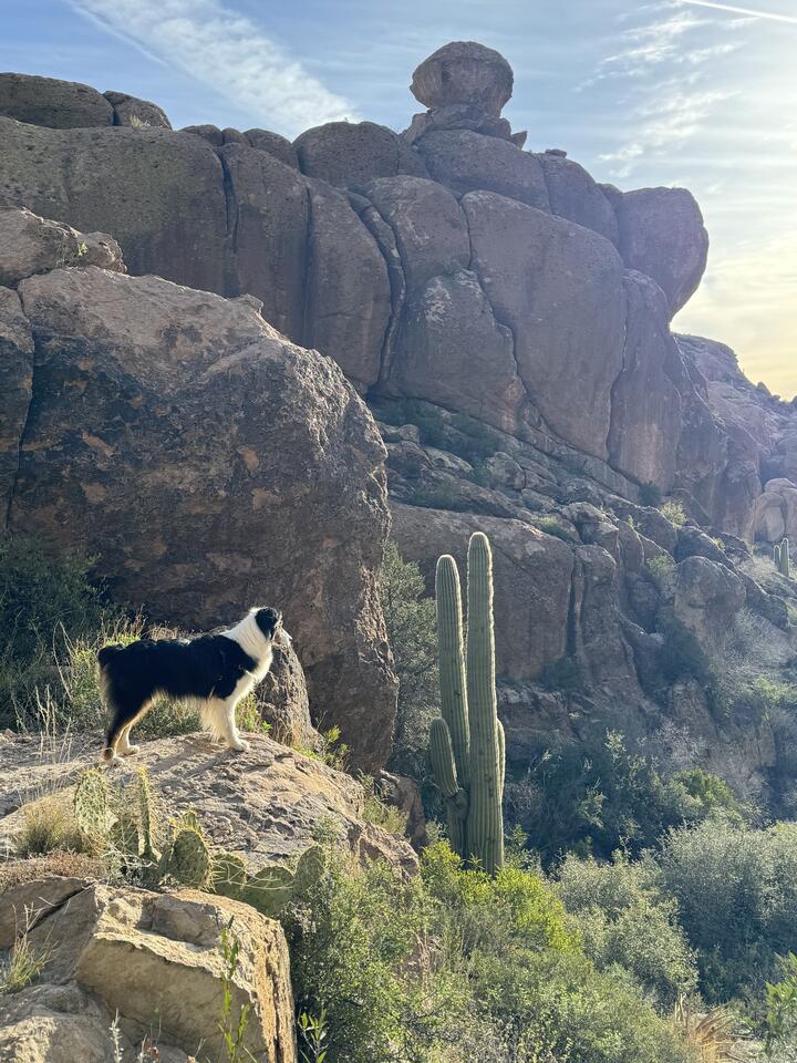 Ki stands on a rocky outcrop in the desert, seen from behind as he looks off toward tall saguaro cacti, prickly pear, and large tan boulders under a bright sky.