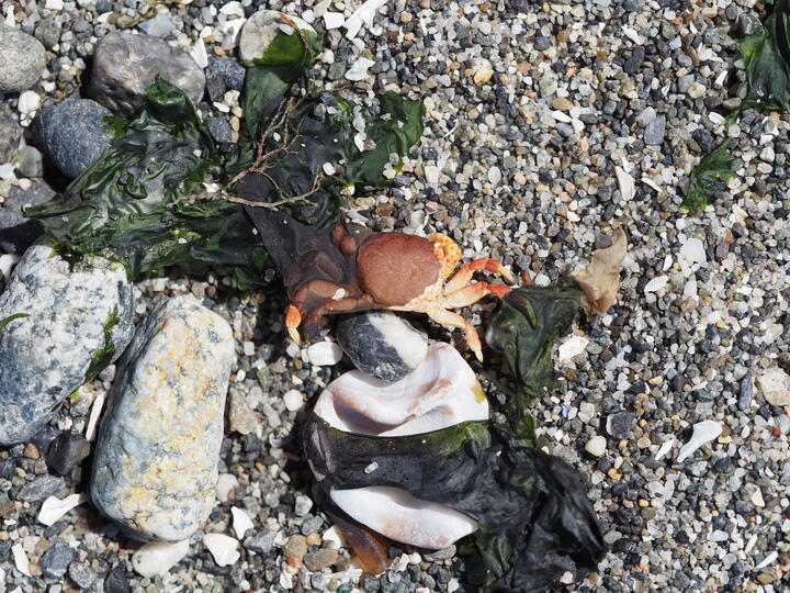 A small crab lying dead on a beach, seen from above. It is enveloped by seaweed, part of its shell a dull brick red, its legs and claws a pale orange. Around it are smooth grey and granite-flecked pebbles, coarse sand, and broken white shell fragments.