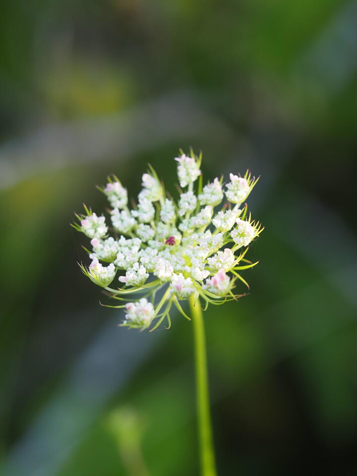 Close-up of a single Queen Anne's lace flower head against a soft green out-of-focus background. The umbel is a dome of tiny white florets tinged pink at the edges, still partly closed, with thin green bracts fanning out beneath it and a slender lime-green stem running down out of frame. One deep purple floret sits at the very centre.