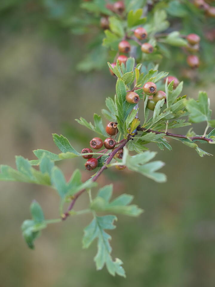Close-up of a hawthorn branch bearing clusters of ripening haws. The berries range from green through orange to deep red, each with a dark star-shaped crown at its tip, set among lobed green leaves. The branch runs diagonally across the frame against a blurred olive and grey background.