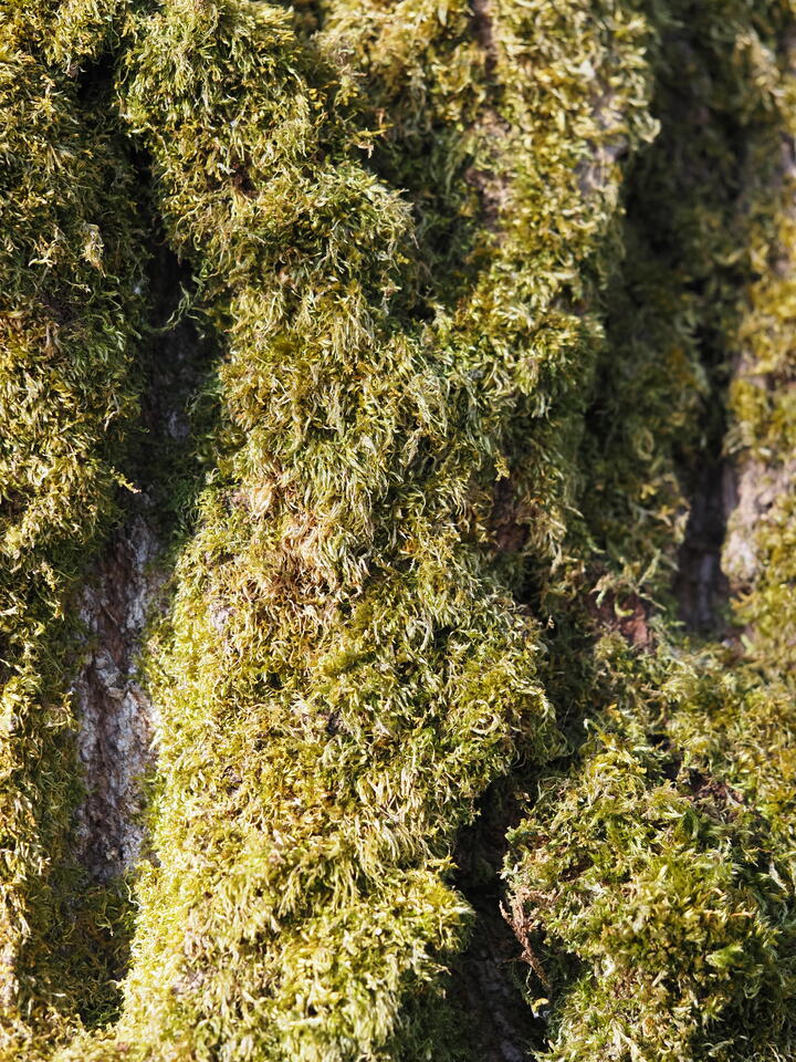 Close-up of thick moss growing along the ridges of tree bark. The moss forms dense cushions in shades of chartreuse and olive, shot through with rust-brown strands, with strips of pale grey-brown bark showing in the shadowed grooves between them.